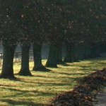 Jack Burns Online -- Dark Road Lined With Trees
